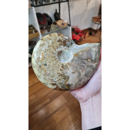 AMMONITE FORME NATURELLE 3