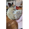 AMMONITE FORME NATURELLE 3