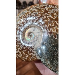 AMMONITE FORME NATURELLE 4